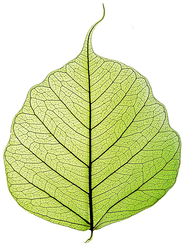 Skelteonized Bodhi leaf